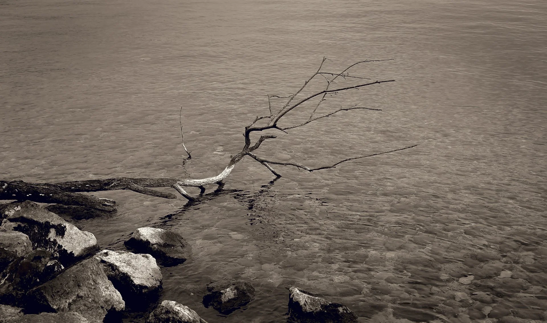 Reflets d'une Branche Muette