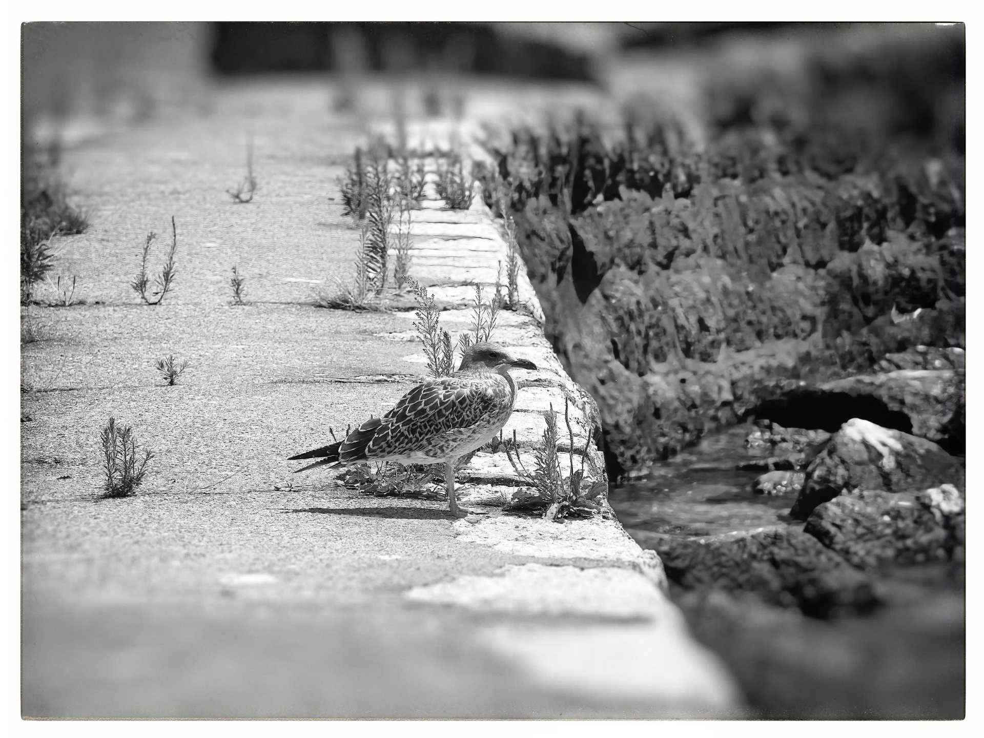 Gardienne des Quais Silencieux