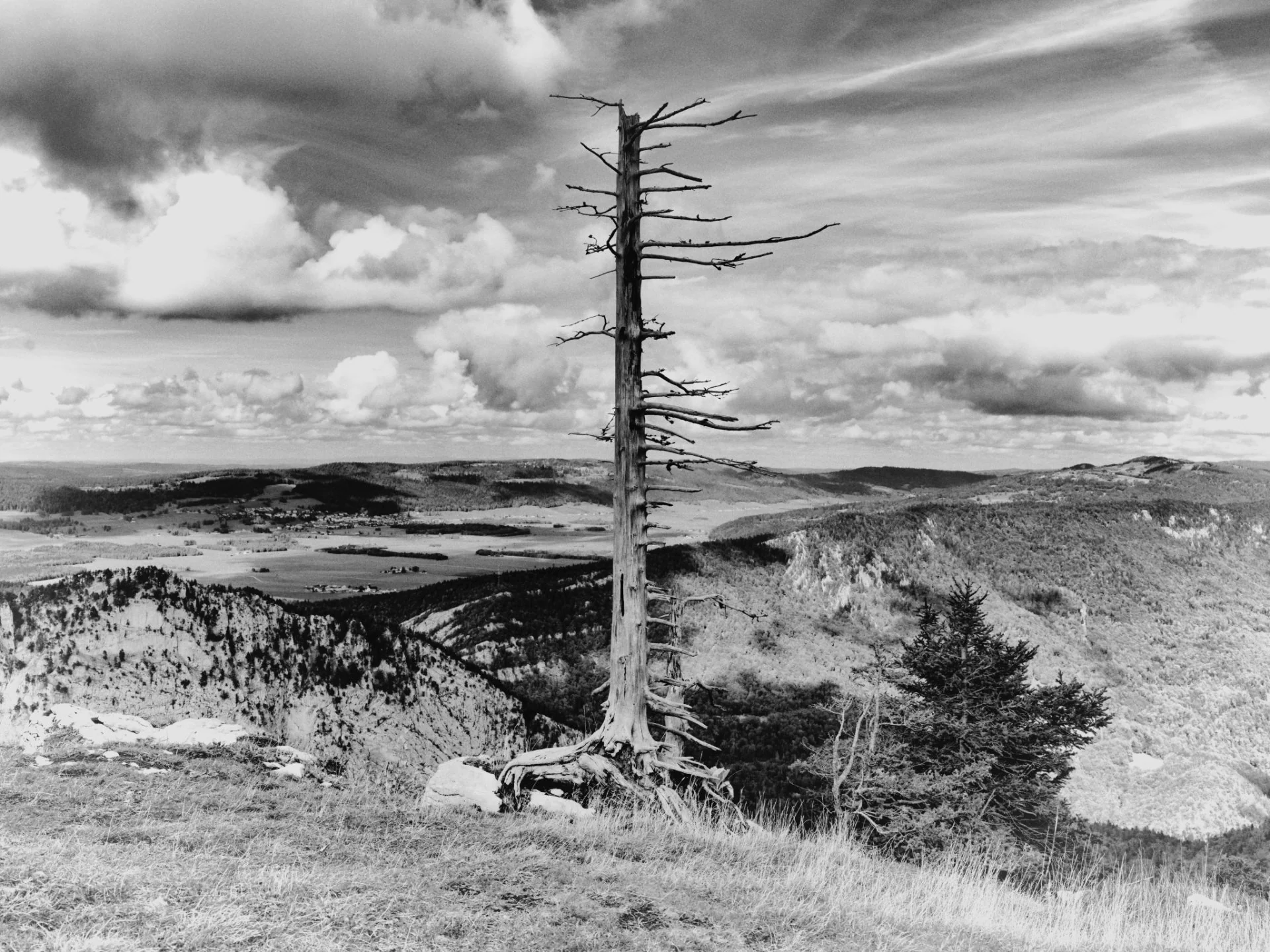 L'Arbre Sentinelle du Jura