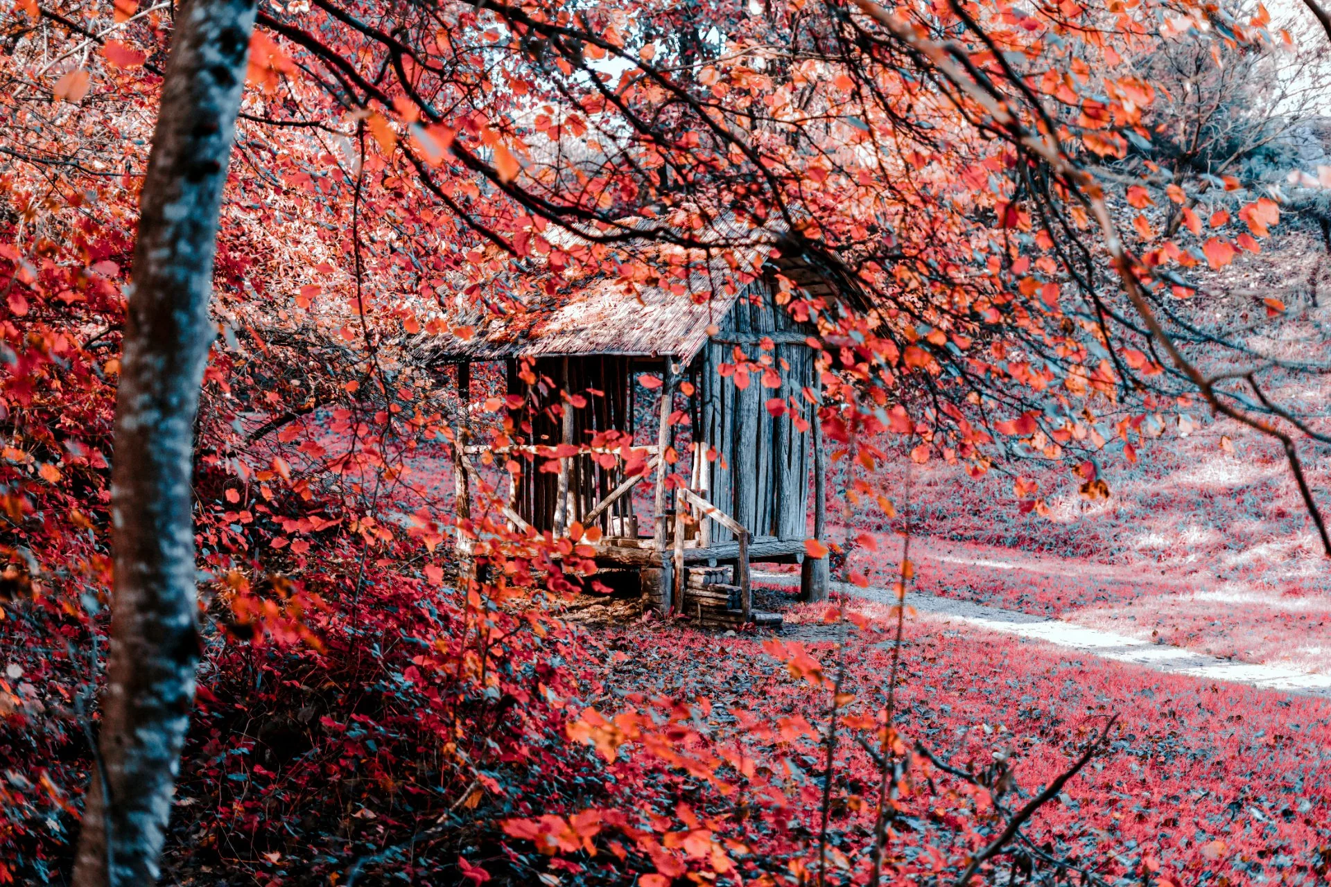 Refuge d'Automne Écarlate
