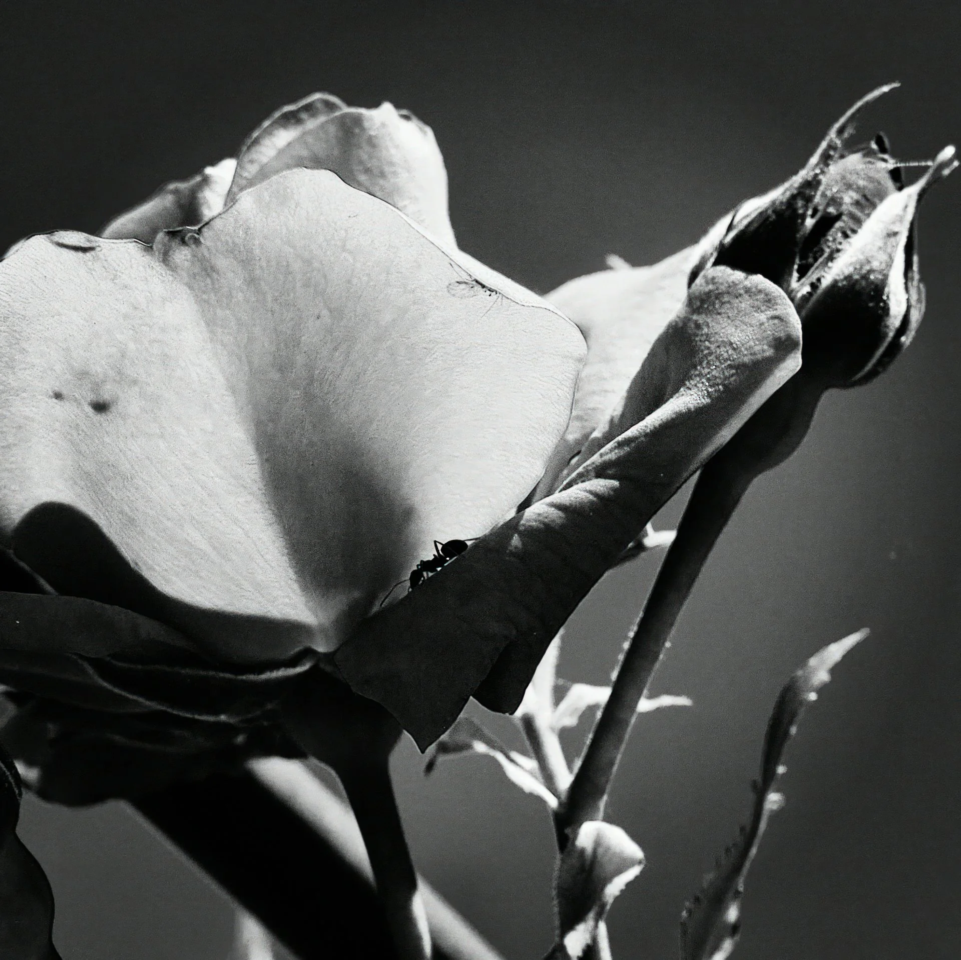 Contemplation Florale Vaudoise