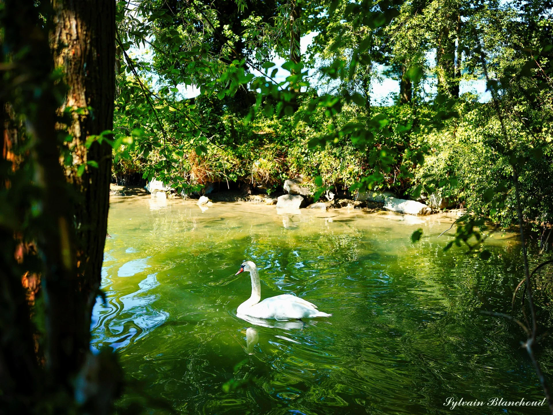 Sérénité lacustre au cygne