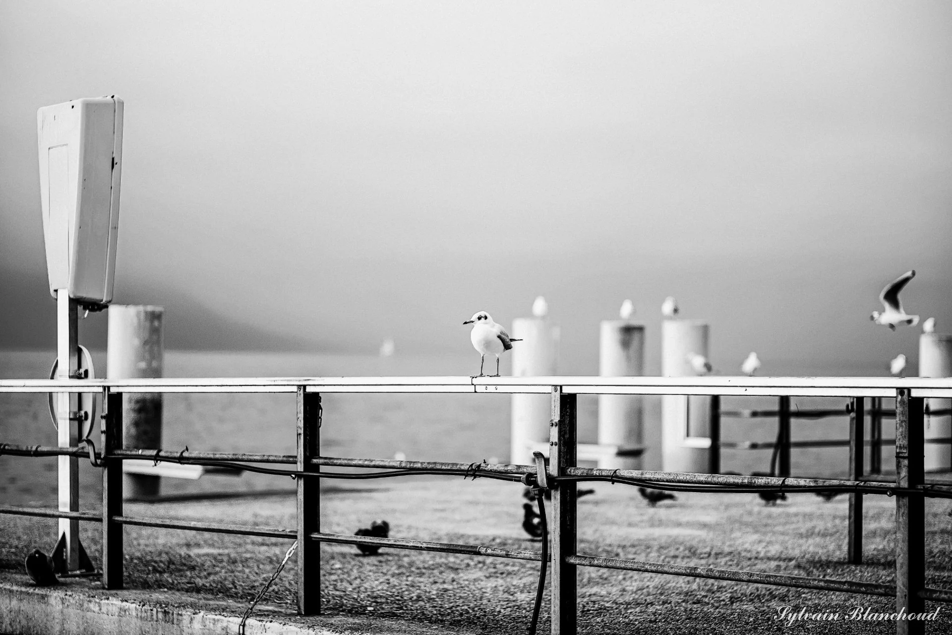 Sentinelles du Léman