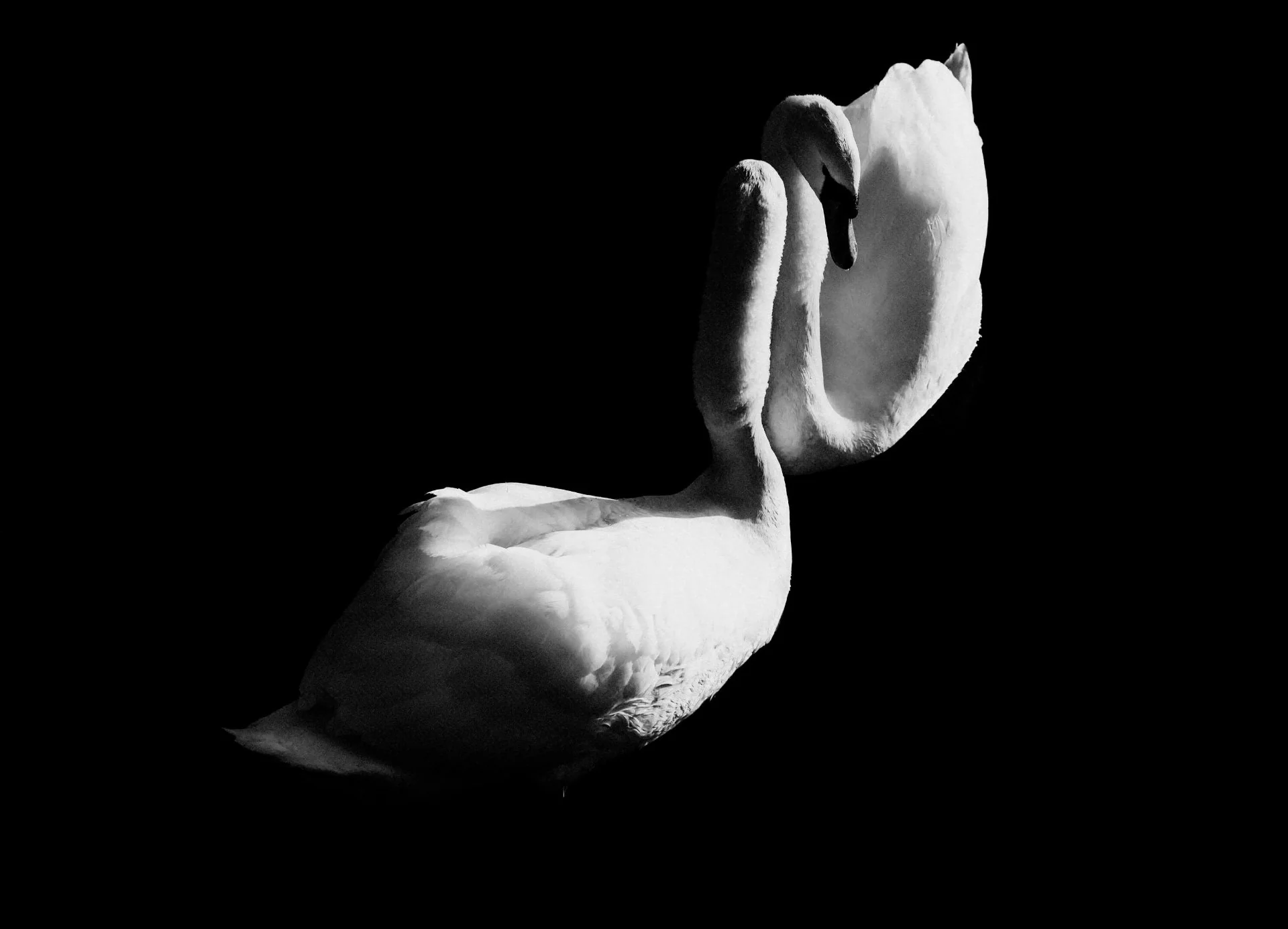 Sérénité des Cygnes Jumeaux