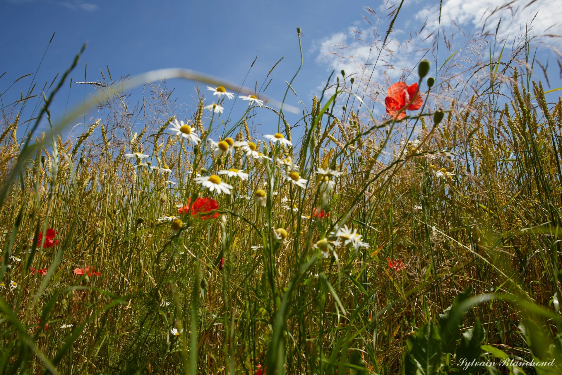 Prairies Sauvages du Jorat