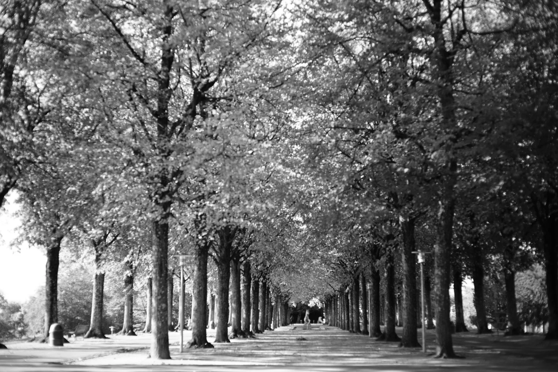 Cathédrale de Lumière