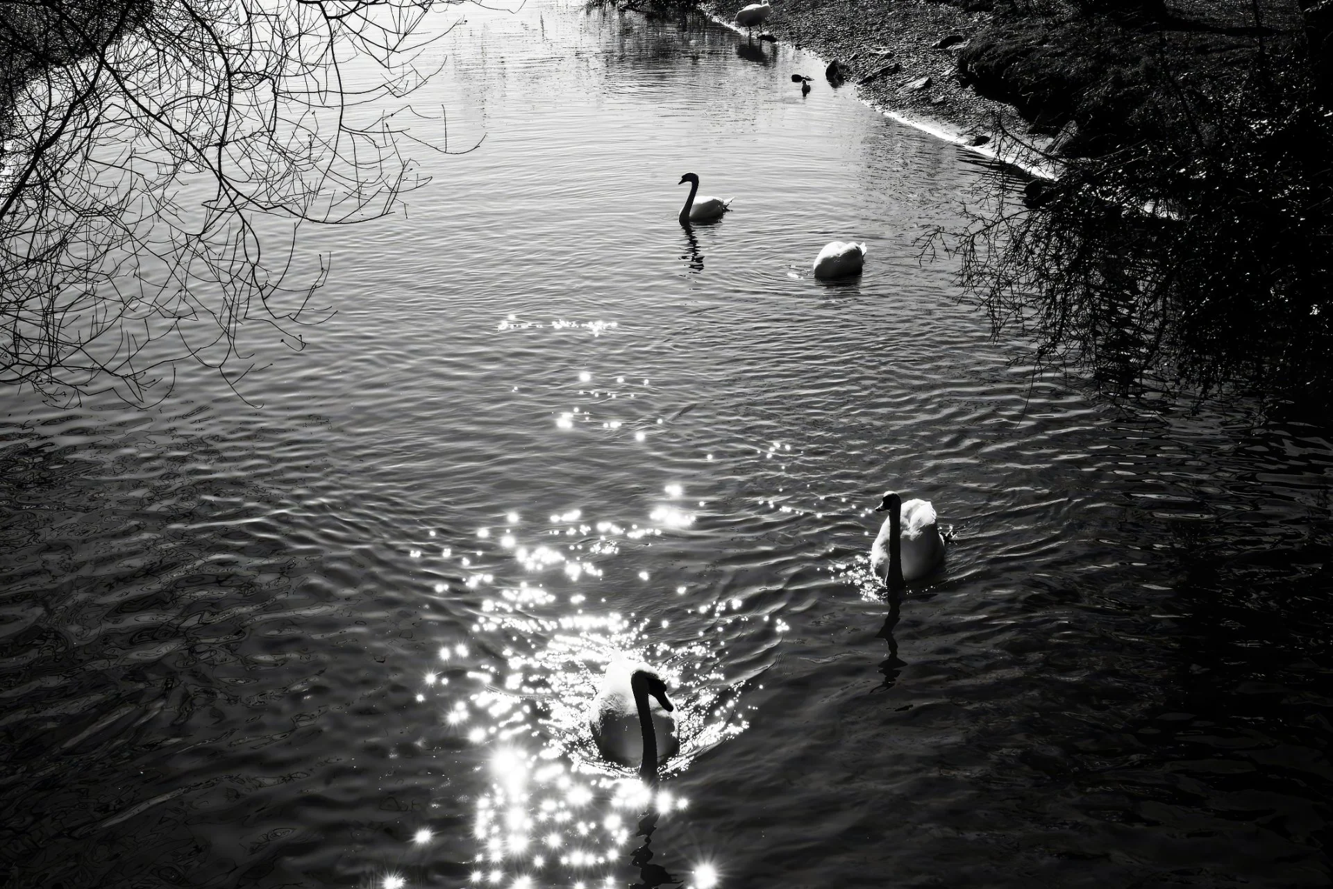 Reflets d'Argent sur le Léman
