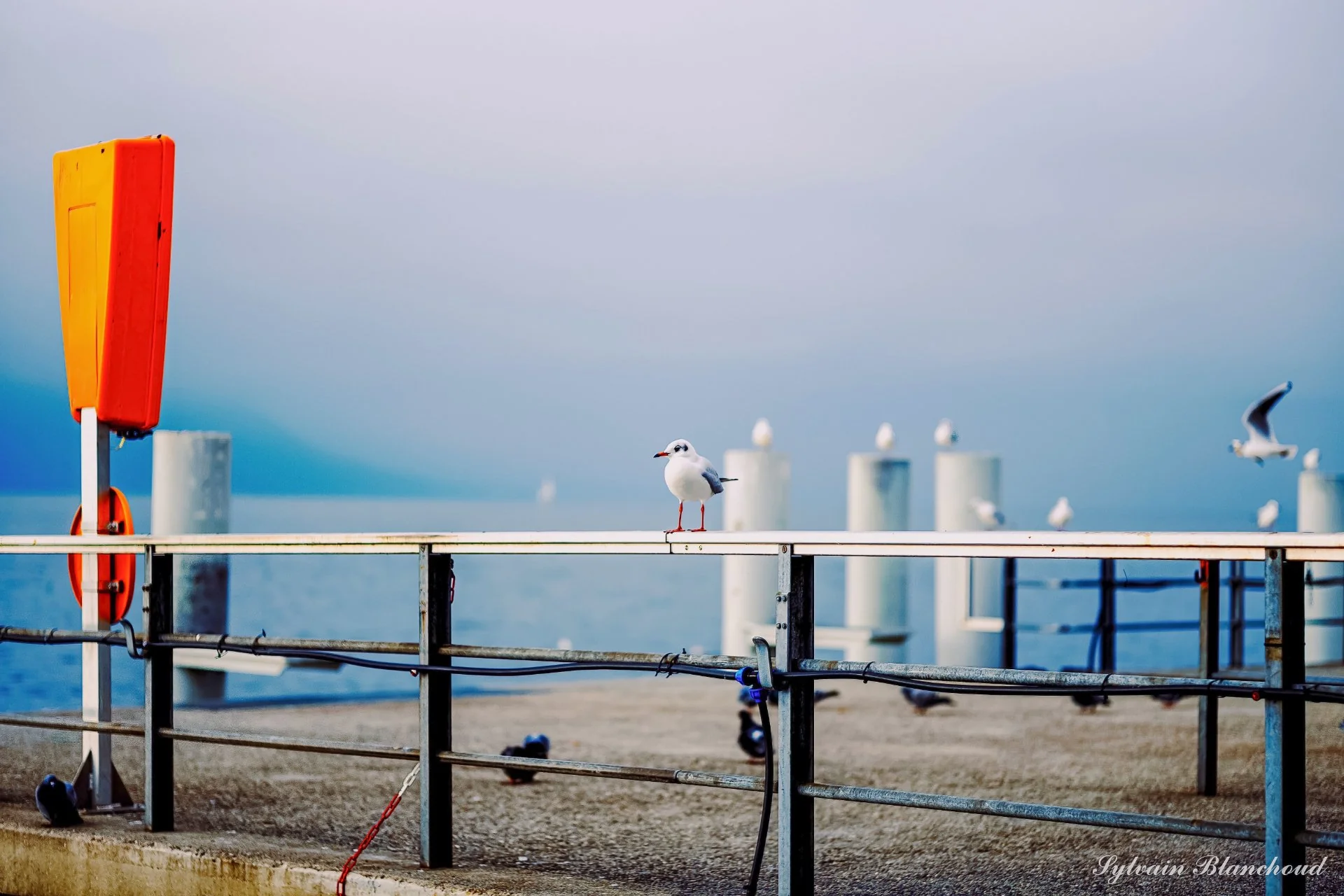 Sentinelles du Léman