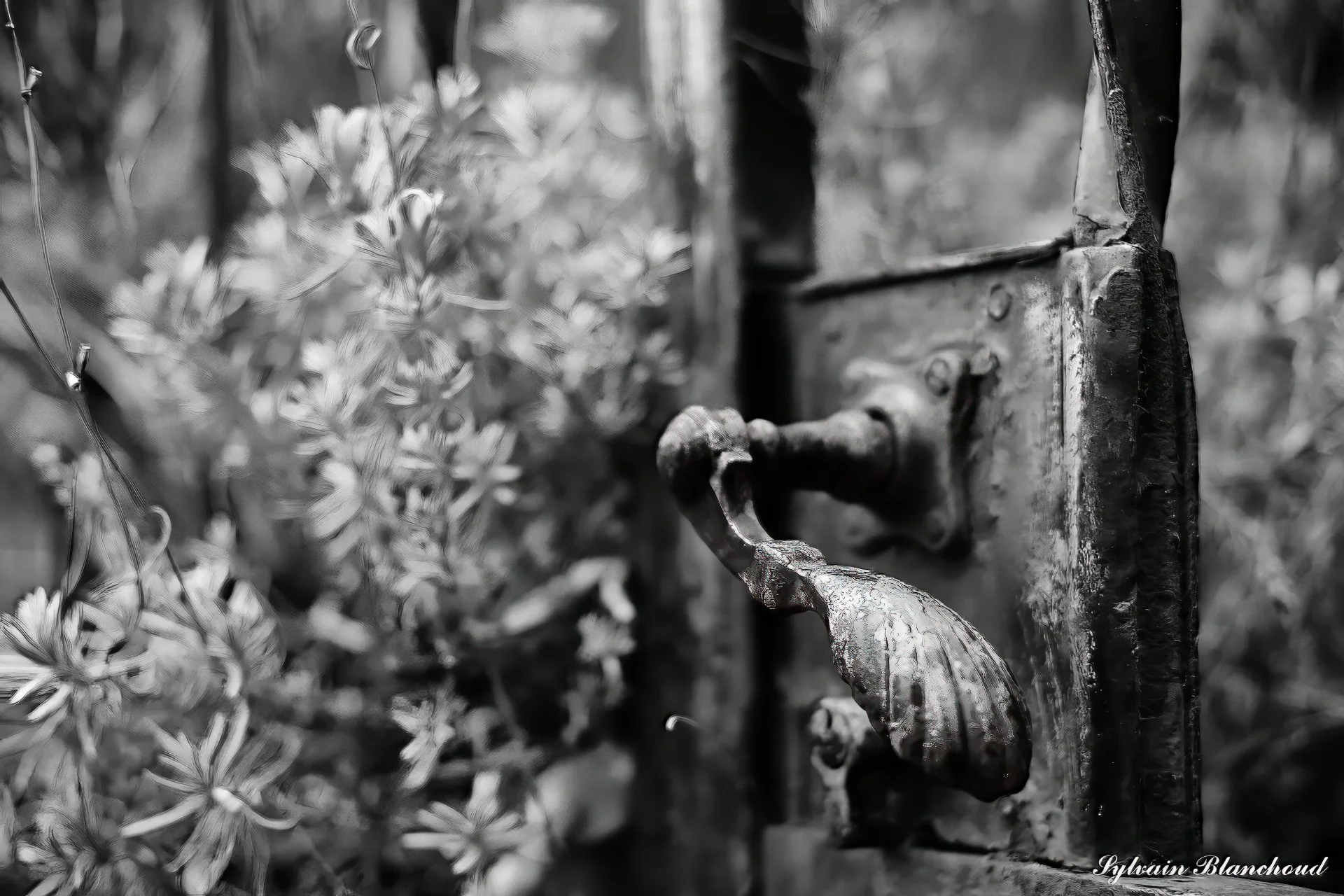 L'Éternel Cycle des Vignes