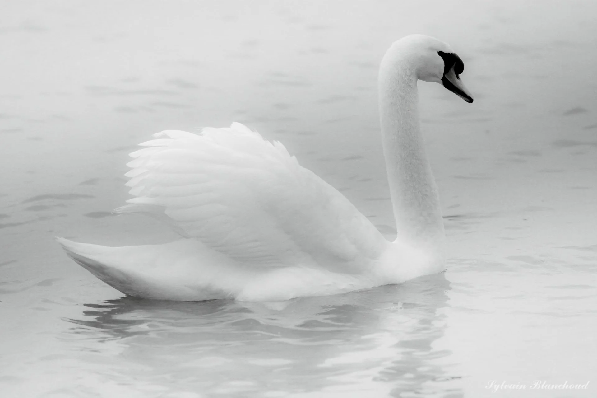 Grâce Silencieuse sur le Léman